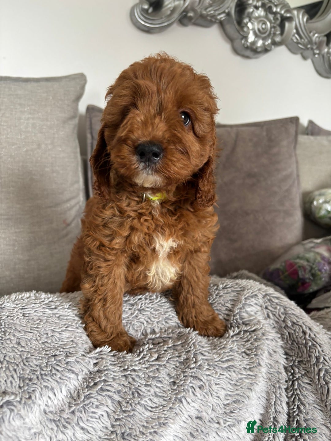 Cavapoo dogs for sale: 🐶 F1B CAVAPOOS 5* HEALTH CHECK 🐶 - Image 18