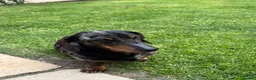 Dachshund dogs for sale: Miniature Dachshund  - Advert 6