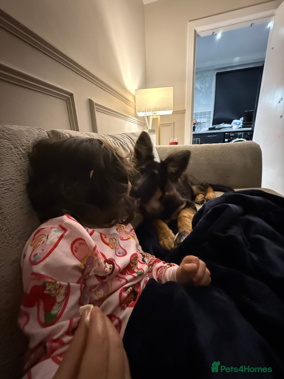 German Shepherd dogs for sale: 💔 Loving Home Wanted  – 4-Month-Old GS Puppy 💔 - Advert 3