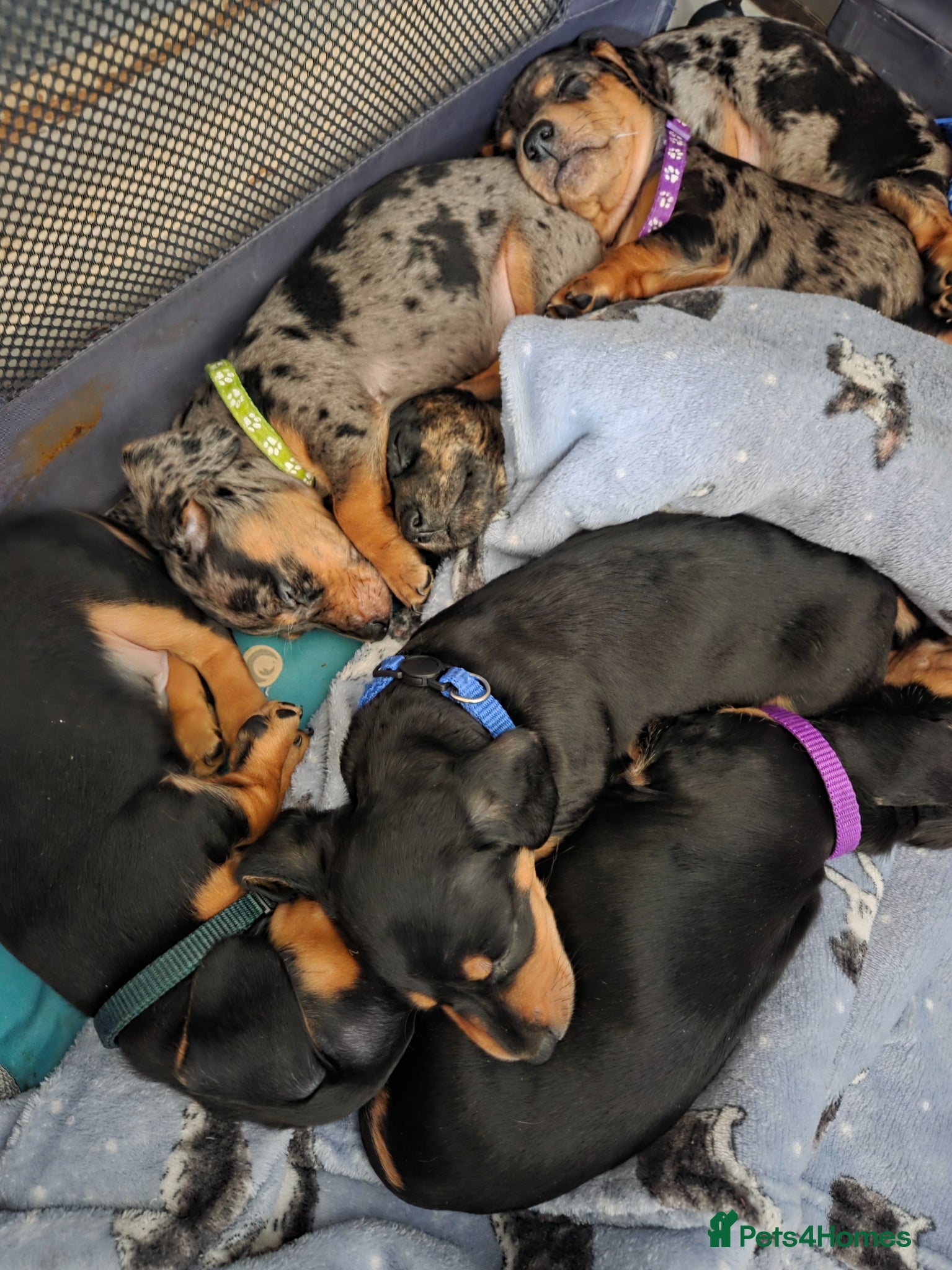 Dachshund dogs ❤️ 3 Mini Dachshund Babies Left ❤️ Mixed Coat ♥️ - Advert 13