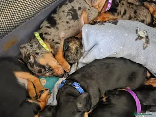 Dachshund dogs ❤️ 3 Mini Dachshund Babies Left ❤️ Mixed Coat ♥️ - Advert 13