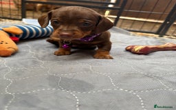Miniature Dachshund dogs for sale: Miniature dachshund puppies  - Image 5