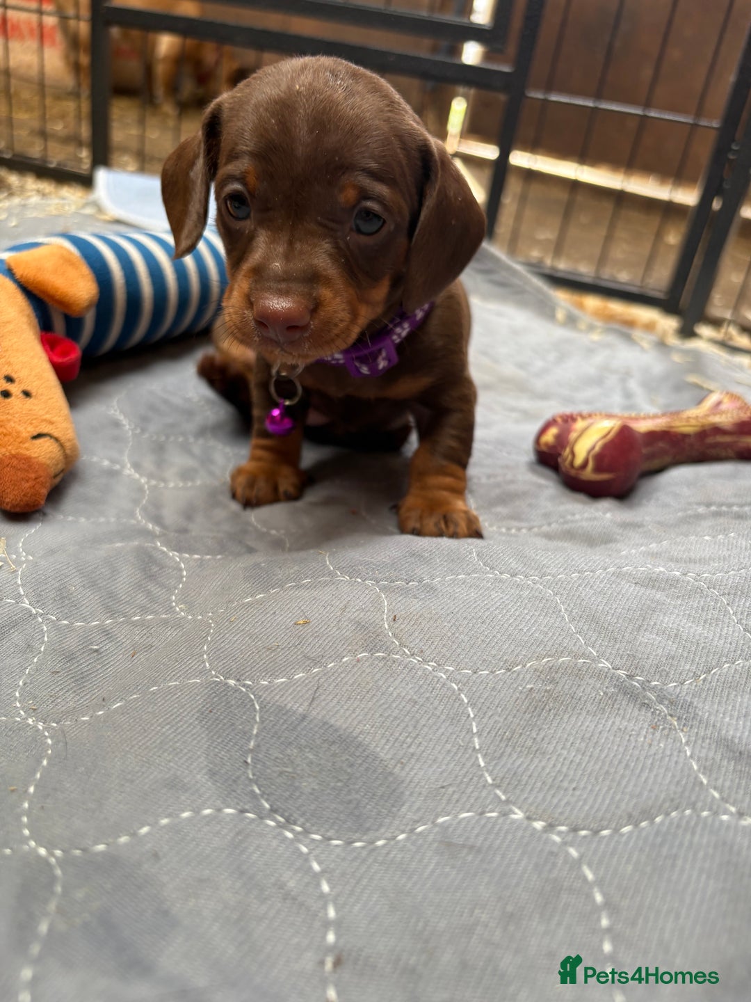 Miniature Dachshund dogs for sale: Miniature dachshund puppies  - Image 5