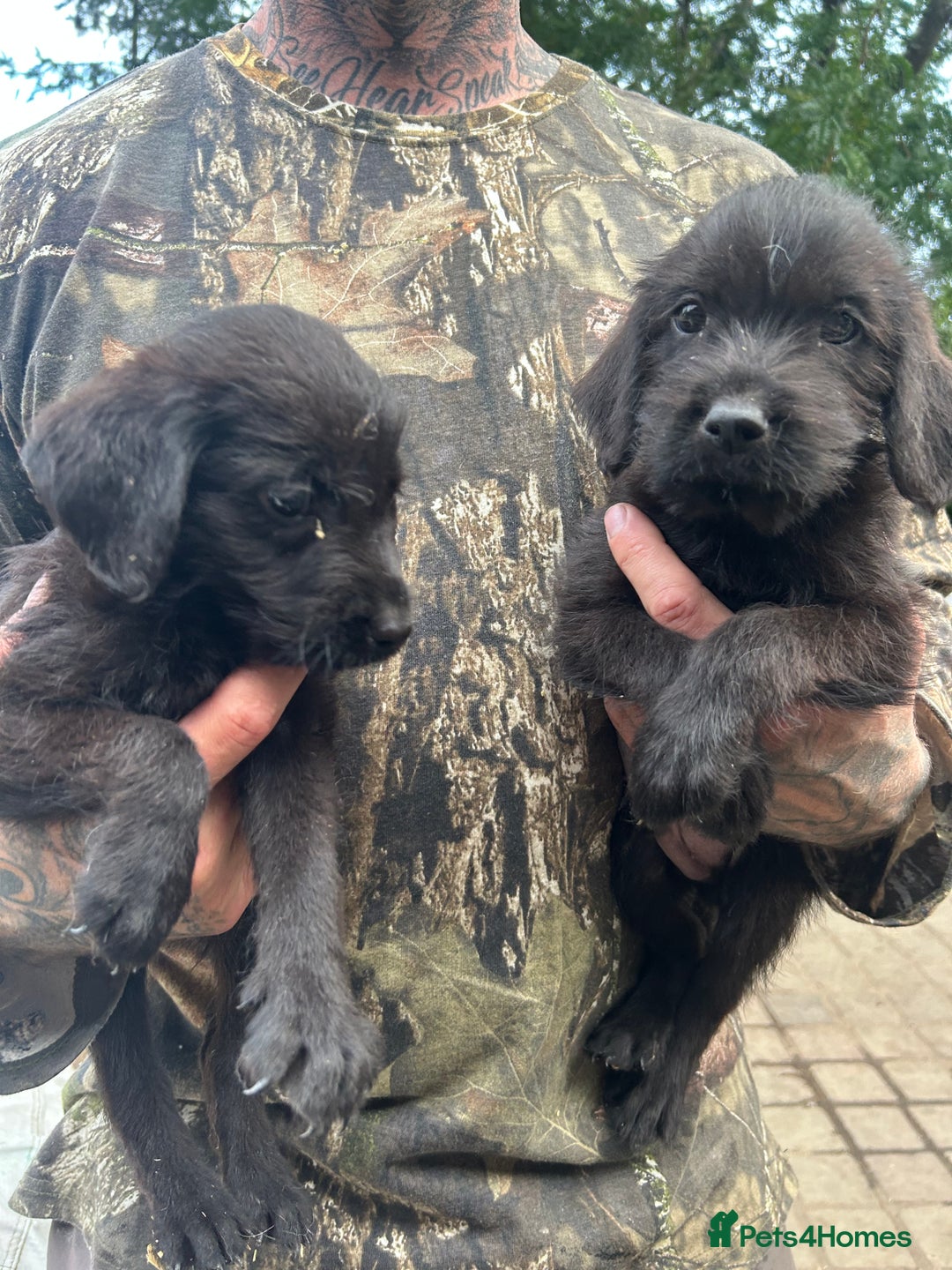 Mixed Breed dogs for sale: 3/4 Labrador 1/4 German wire hair pointer  - Image 20
