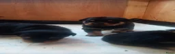 Rottweiler dogs for sale: Rottweiler puppies  - Advert 22
