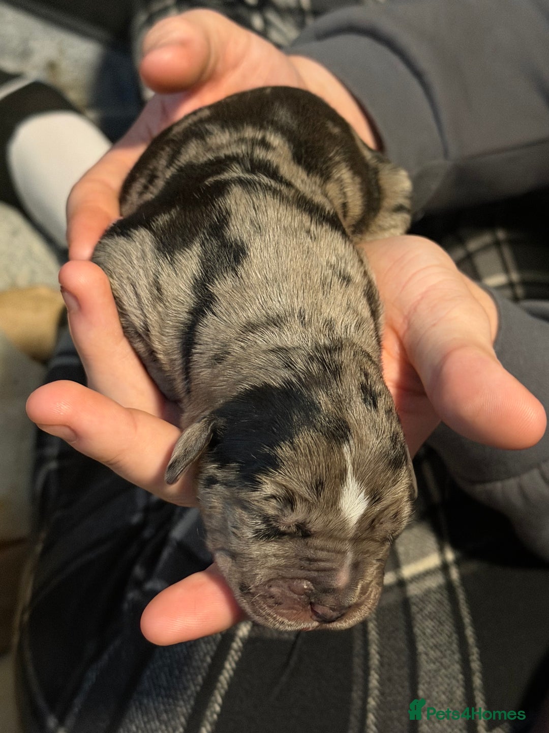 Cane Corso dogs for sale: Beautiful chunky  **  litter  - Advert 9