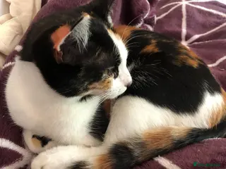 Domestic Shorthair cats Adorable Russian Blue & DSH and girl calico - Advert 16