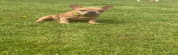 French Bulldog dogs for sale: 2 gorgeous French bulldog puppies *REDUCED* - Advert 5