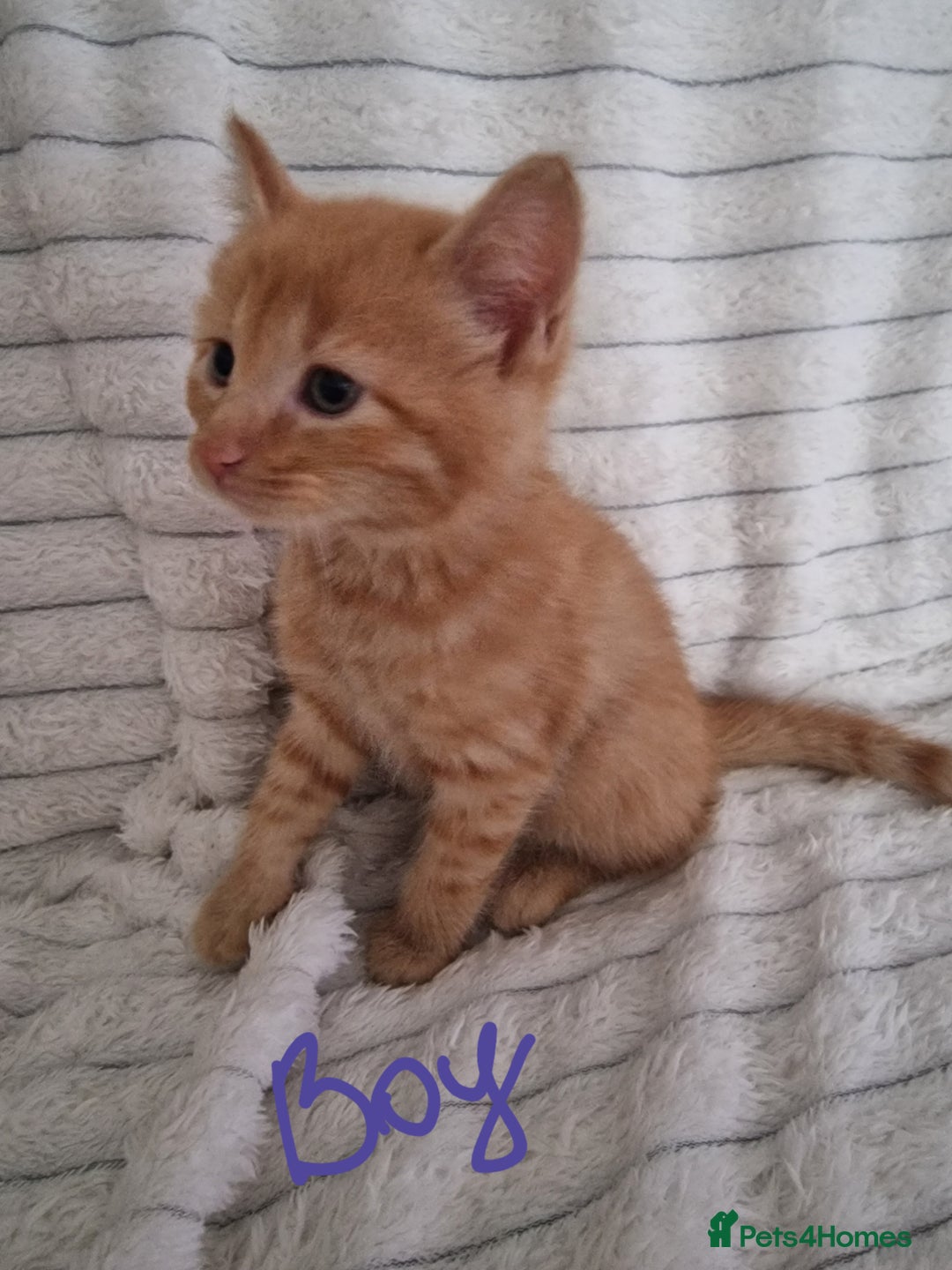 Mixed Breed cats for sale: Maine coon mixed kitchens - Image 11