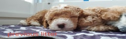 Cavapoo dogs for sale: Cavapoo puppies extensive health tested - Advert 20