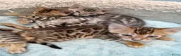 Bengal cats for sale: Tica RG pure bengels in Chesterfield - Advert 21