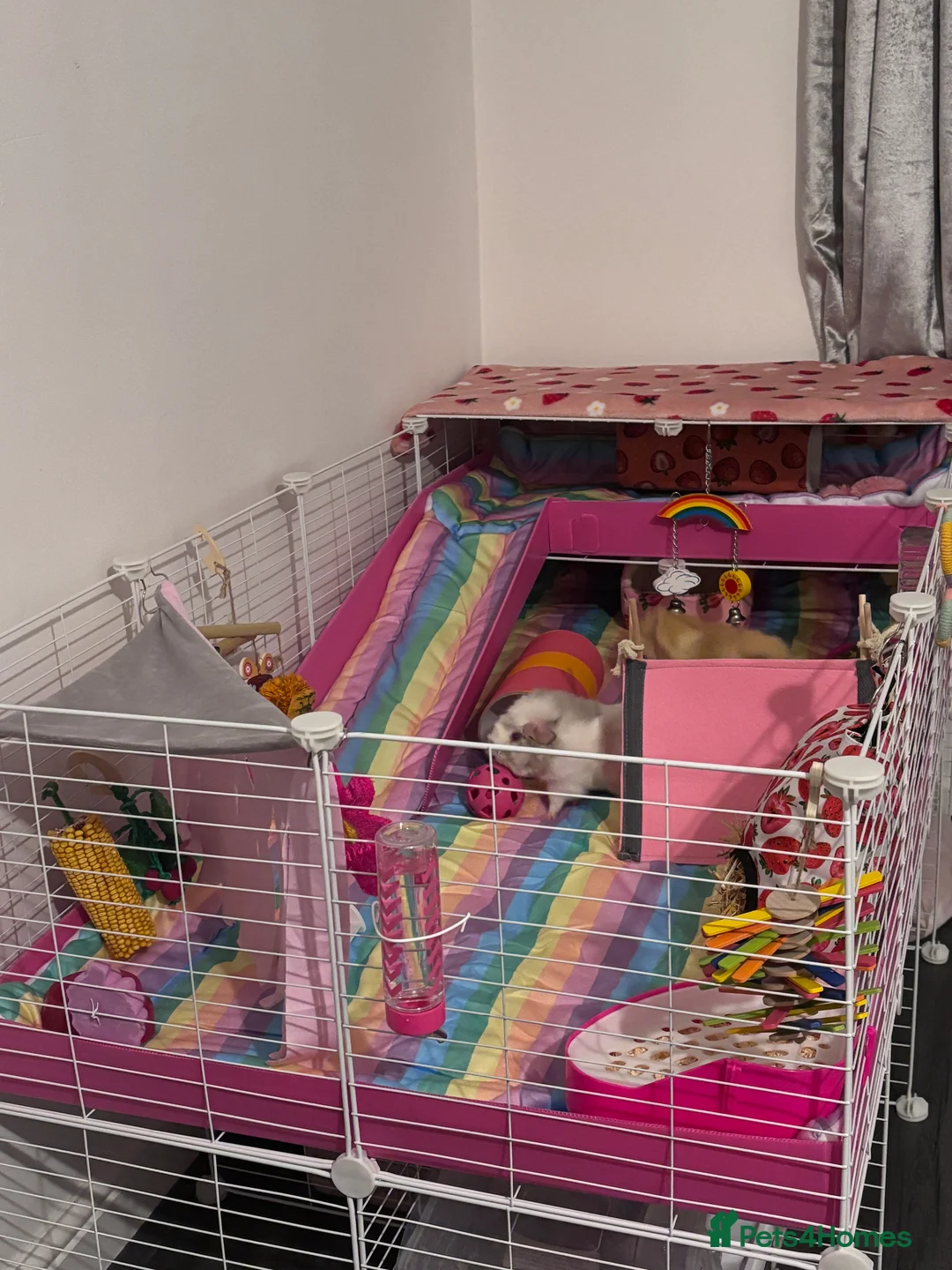 Guinea Pig rodents for sale: Darcy and Daphne - Looking for their forever home - Advert 10