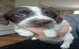 Sprocker dogs for sale: Beautiful litter of sprocker puppies - Image 24