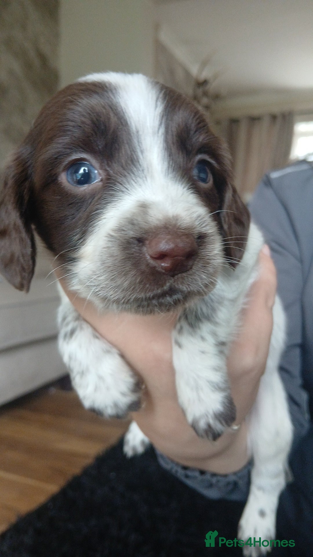 Sprocker dogs for sale: Beautiful litter of sprocker puppies - Image 24