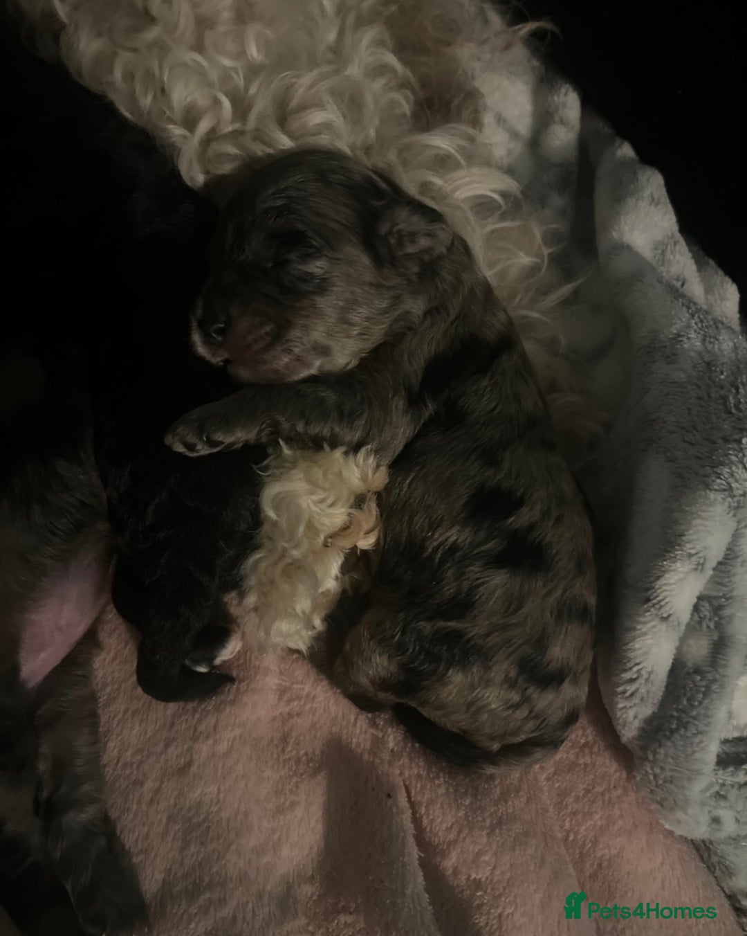 Cockapoo dogs for sale: Beautiful cockapoo puppies for sale  - Advert 12