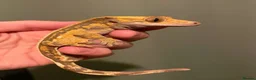 Gecko reptiles for sale: Breeding pair of crested geckos - Advert 2