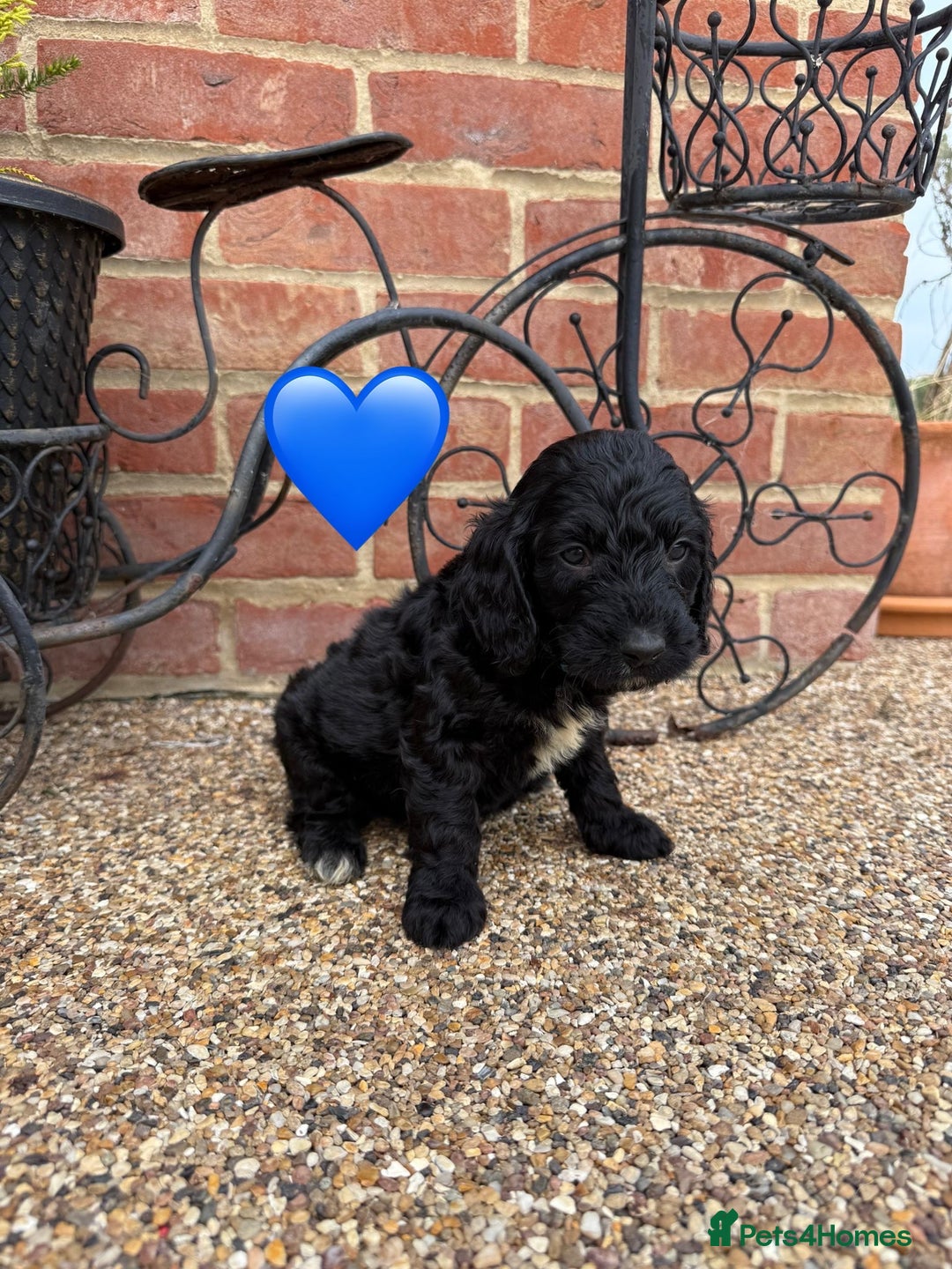 Cockapoo dogs for sale: Ready to leave Beautiful merle & gold  Cockapoos  - Image 19