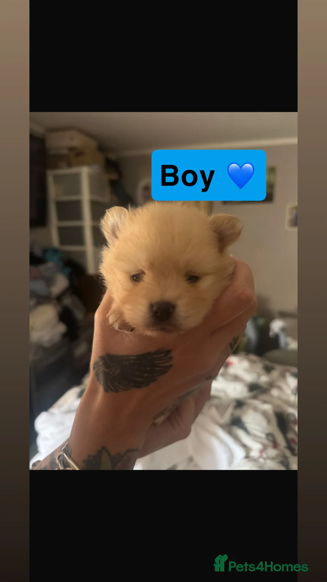 Pomeranian dogs for sale: Pomeranian puppies - Advert 1