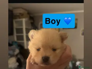 Pomeranian dogs Pomeranian puppies - Advert 1