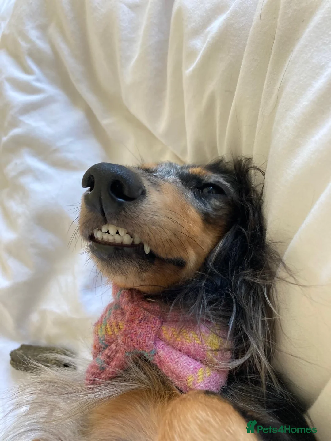 Miniature Dachshund dogs for sale: 🌟🐶KC Long-Haired Miniature Dachshund Puppies🐶🌟 - Advert 2