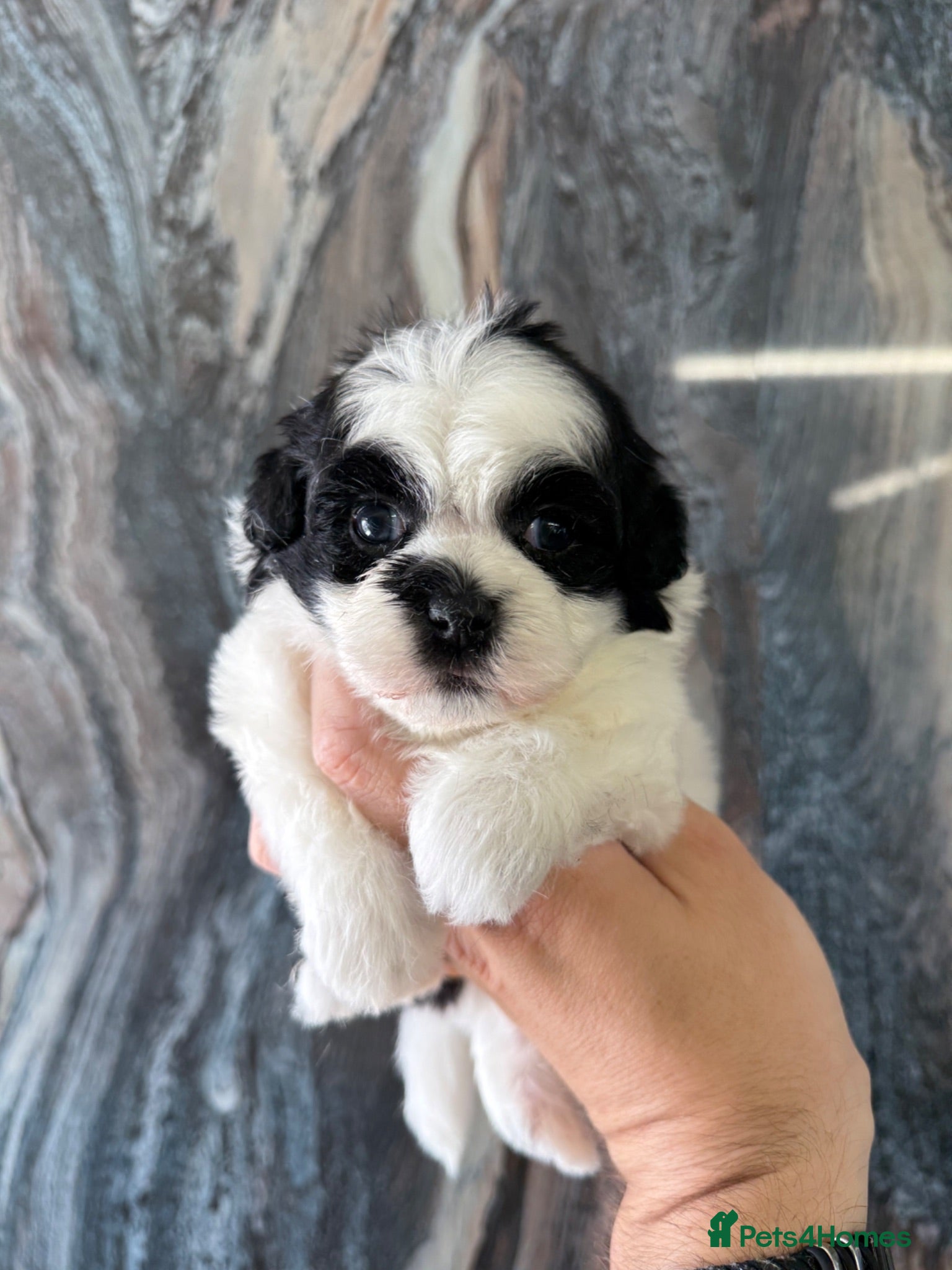Maltipoo dogs 💎 LAST TINY KOREAN MALTIPOO BOY 💎  - Advert 1
