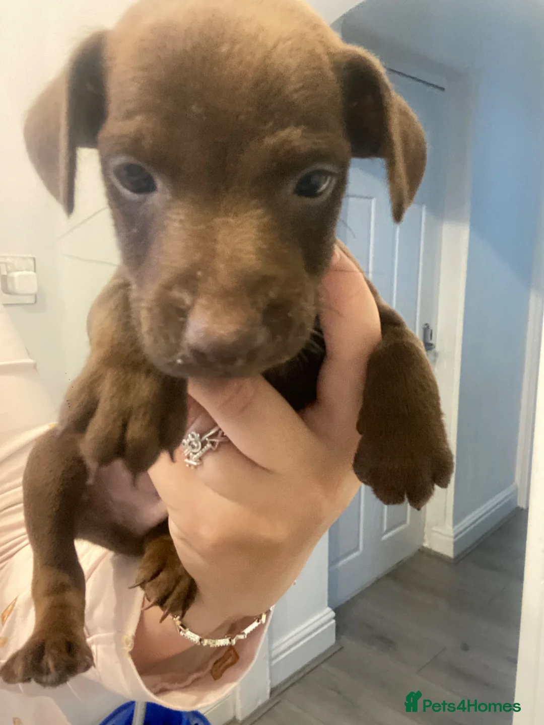 Patterdale Terrier dogs for sale: Patterdale pups for sale - Advert 4