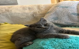 British Shorthair cats for sale: BEAUTIFUL BABY BLUE KITTENS  - Image 7