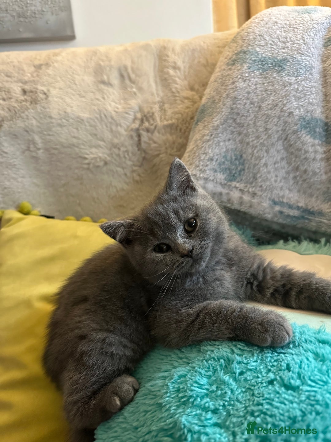 British Shorthair cats for sale: BEAUTIFUL BABY BLUE KITTENS  - Image 7
