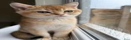 Scottish Fold cats for sale: Golden shade Scottish straight Kitten 1🐾 - Advert 3