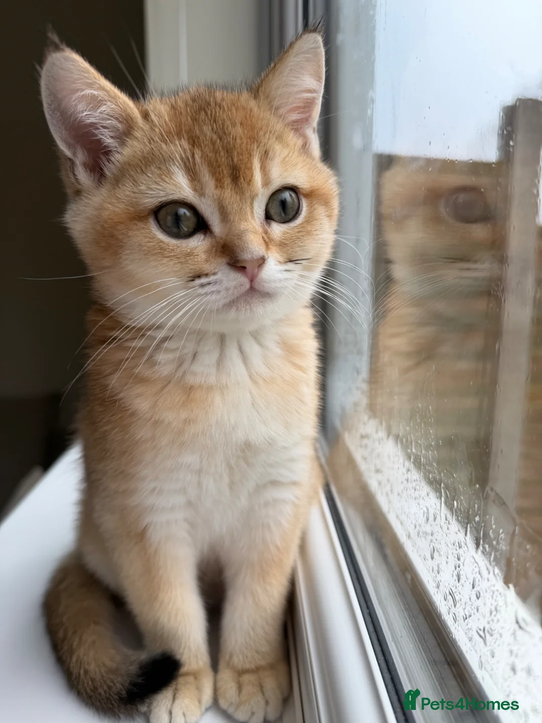 Scottish Fold cats for sale: Golden shade Scottish straight Kitten 1🐾 - Advert 2