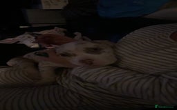 American Bully dogs for sale: REDUCED Stunning pocket bully pups for sale  - Advert 27