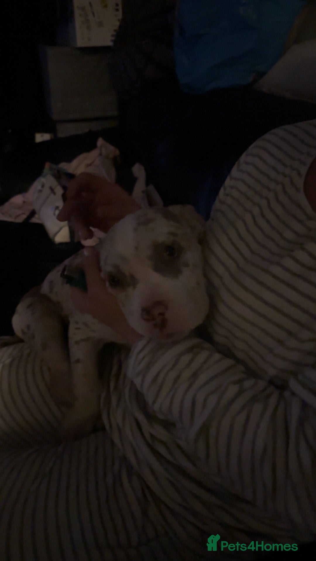 American Bully dogs for sale: REDUCED Stunning pocket bully pups for sale  - Advert 27