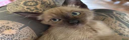 Tonkinese cats for sale: Exquisite Tonkdolls - Advert 18