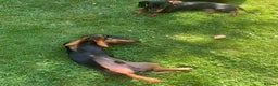 Miniature Dachshund dogs for sale: Black-and-Tan Mini Dachshunds—Homes Needed Urgent - Advert 4