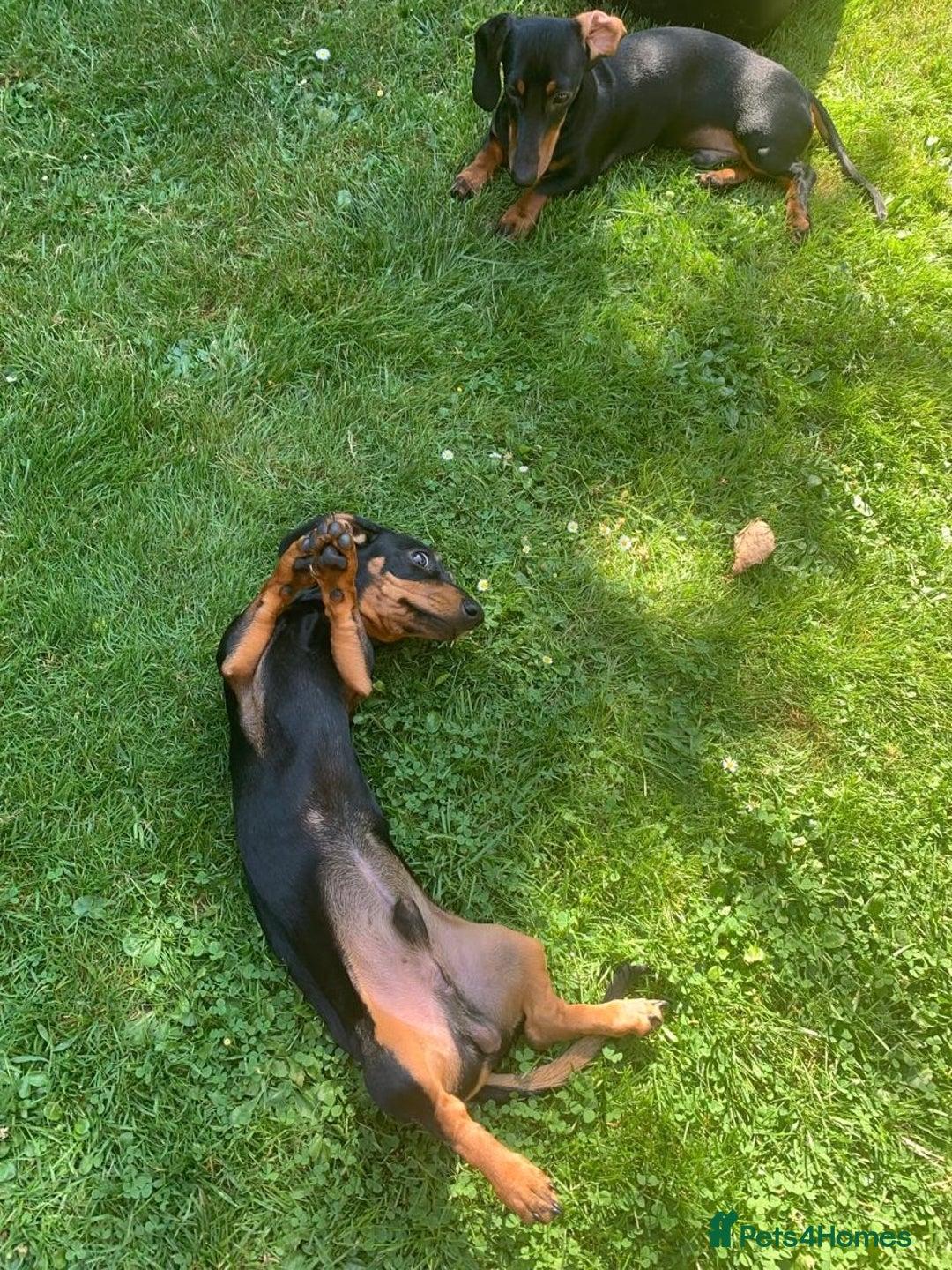 Miniature Dachshund dogs for sale: Black-and-Tan Mini Dachshunds—Homes Needed Urgent - Advert 4