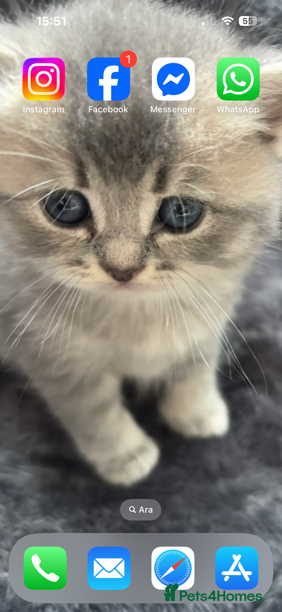 British Shorthair cats for sale: 4 adorable kittens looking for a new home  - Advert 2