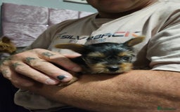 Yorkshire Terrier dogs for sale: Yorkshire terrier (miniature)READY NOW - Image 30