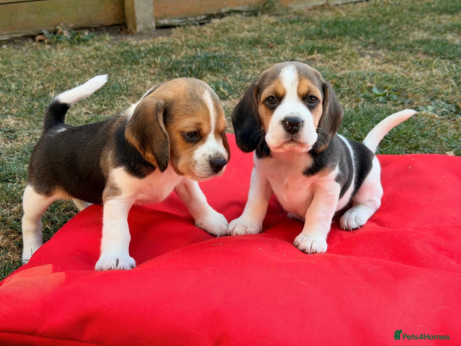 Beagle dogs Gorgeous KC reg puppies - Advert 2