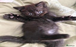 British Shorthair cats for sale: Beautiful rare litter of shorthair kittens - Image 6