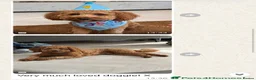 Cavapoo dogs for sale: Outstanding quality, F1b Cavapoo babies - Advert 11