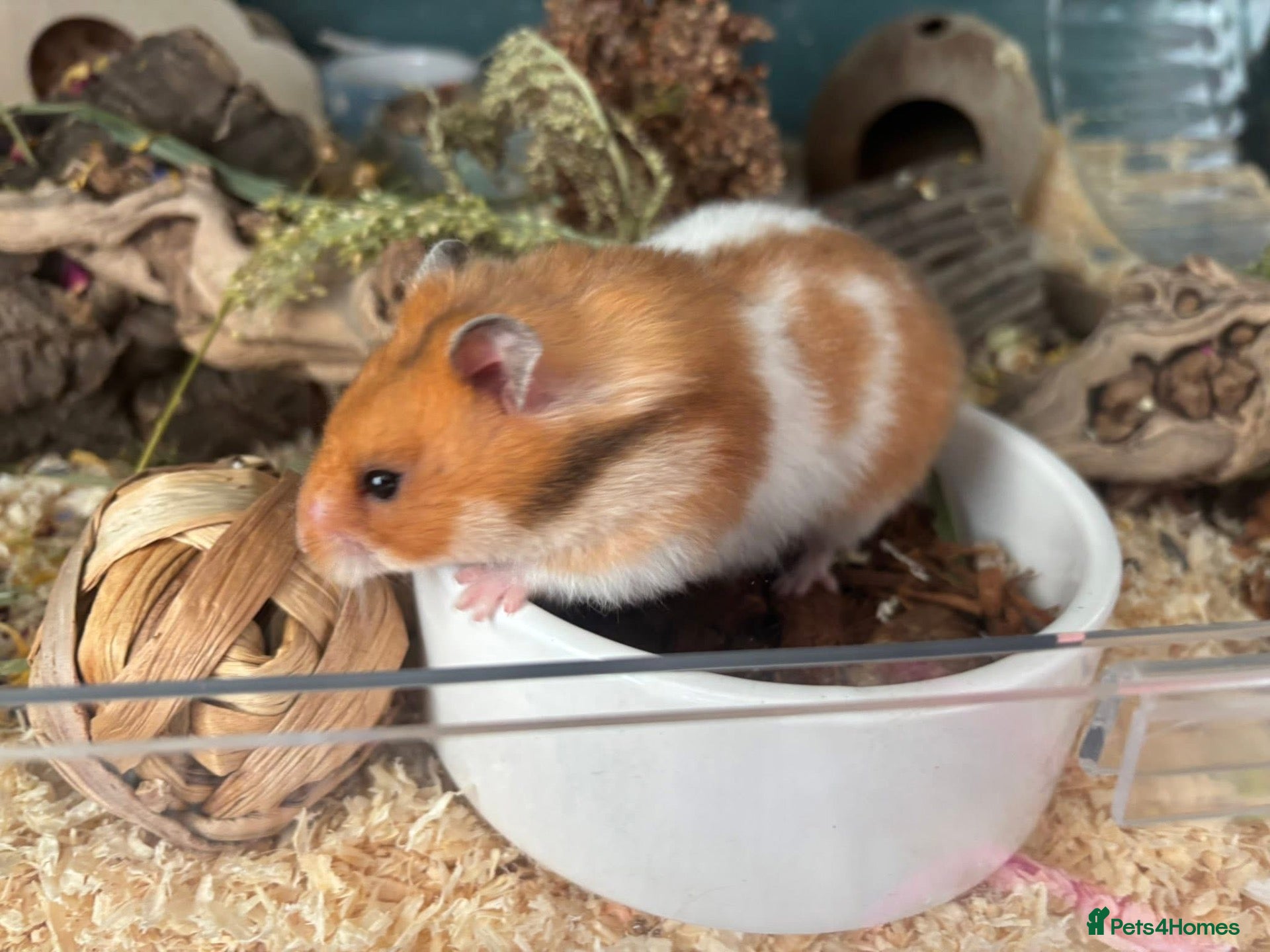 Hamster rodents Female hamster approx 5 months old - Advert 1