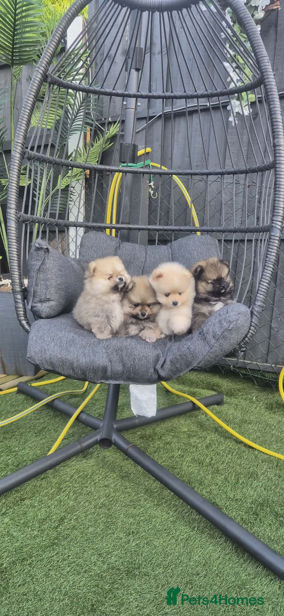 Pomeranian dogs Pomeranian male puppies - Teddy bear  - Advert 1