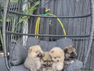 Pomeranian dogs Pomeranian male puppies - Teddy bear - Advert 1