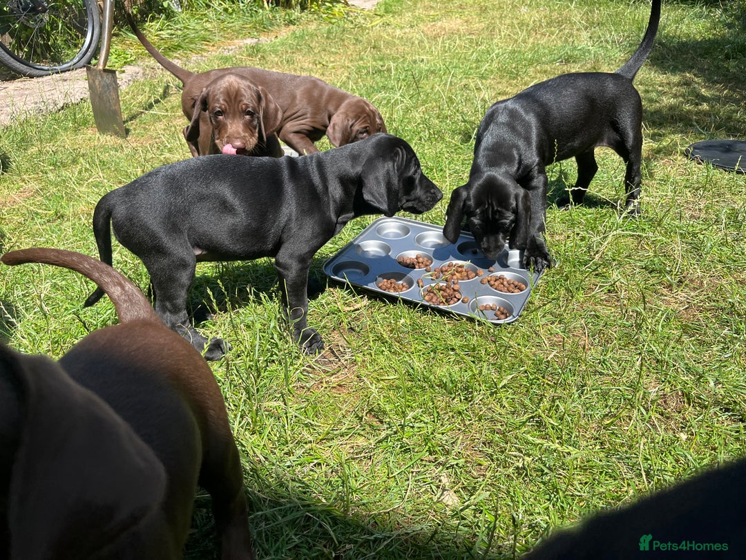 Mixed Breed dogs for sale: Vizlador x Weimaraner puppies - Image 6