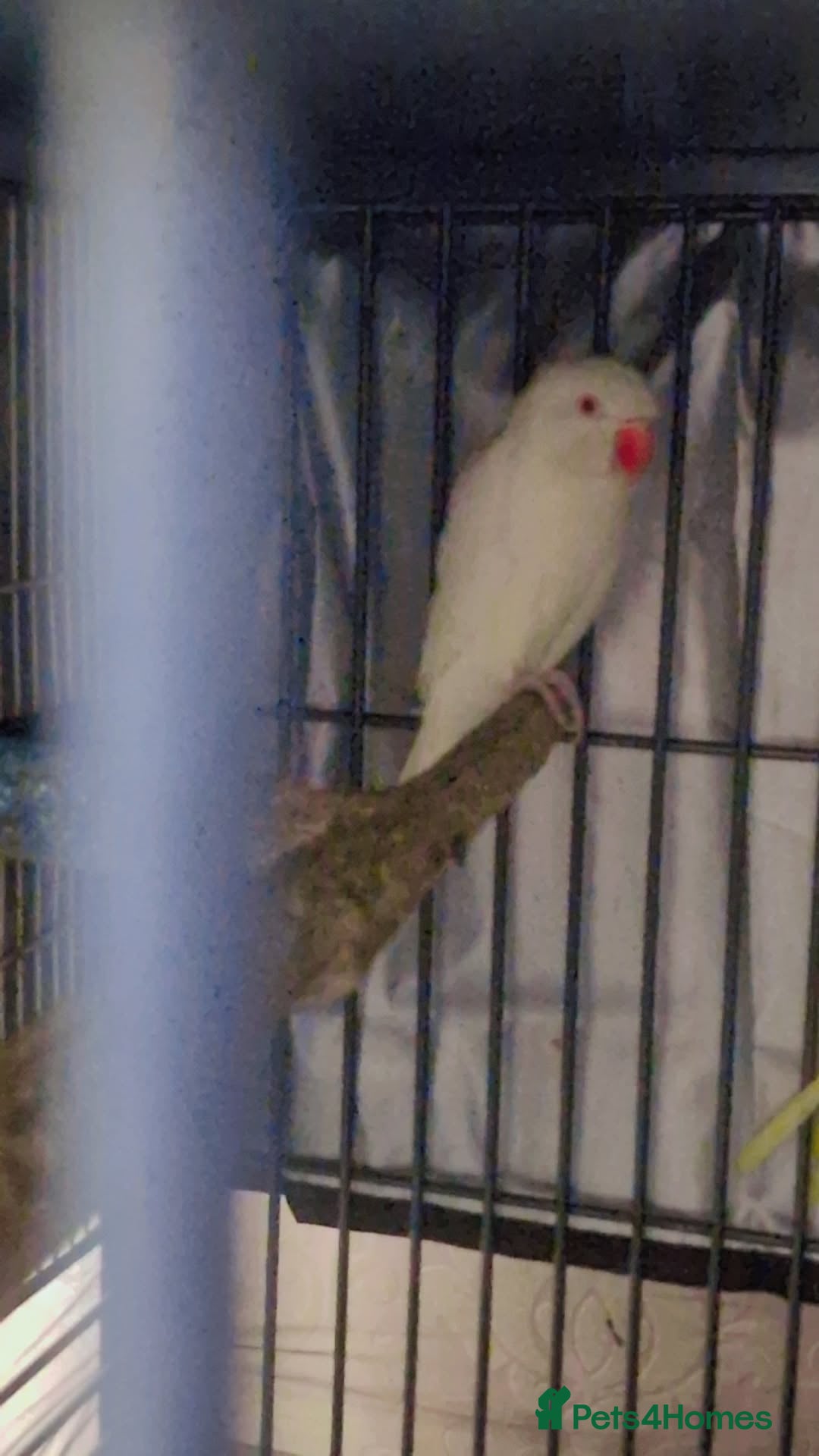 Ringnecks birds for sale: White female ringneck  - Image 2