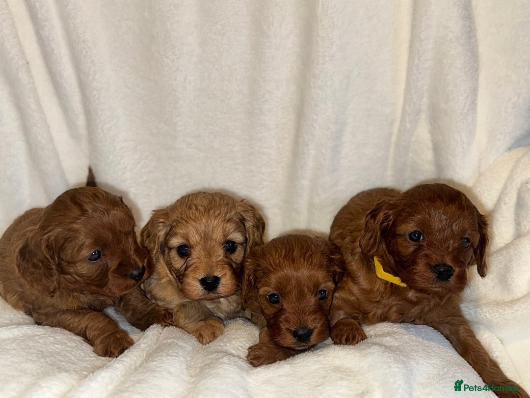 Cavapoo dogs for sale: 4 Gorgeous f1 Cavapoo’s. Parents health tested - Advert 5