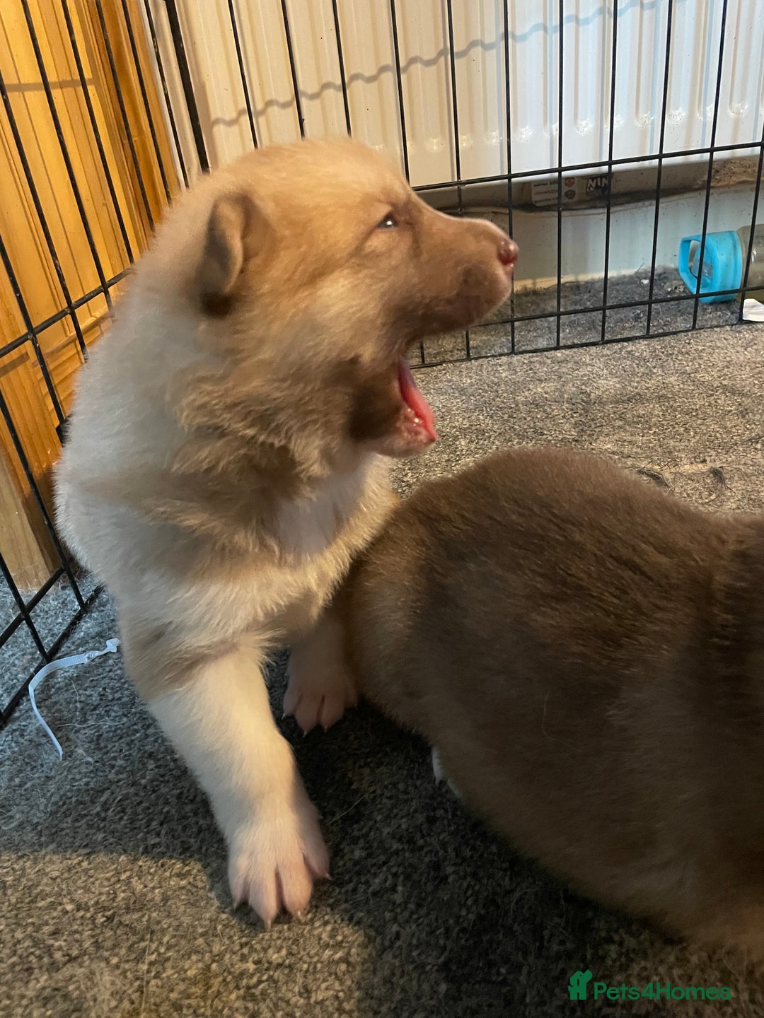 Huskita dogs for sale: Gorgeous huskita puppies for sale - Advert 4
