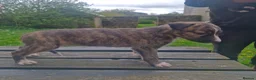 Lurcher dogs for sale: 3 male lurcher puppies.  in Bakewell - Advert 8