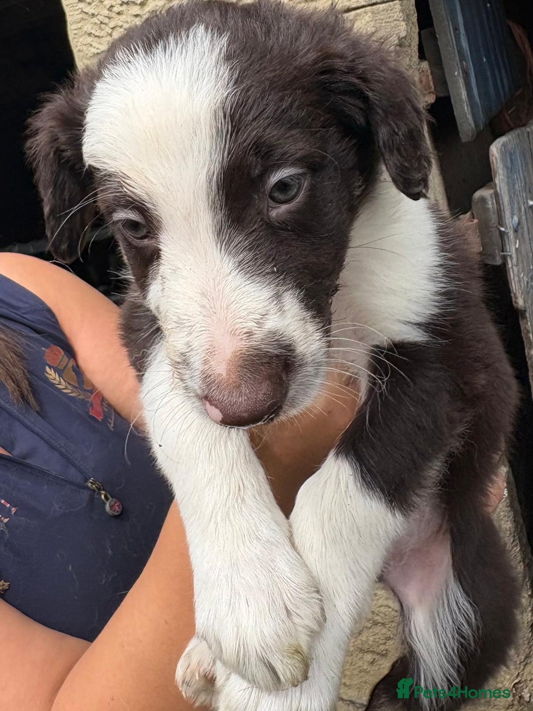 Border Collie dogs for sale: Red and white Border Collie Pups  - Image 19