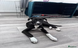 Mixed Breed dogs for sale: Maisy needs a forever home - Image 3